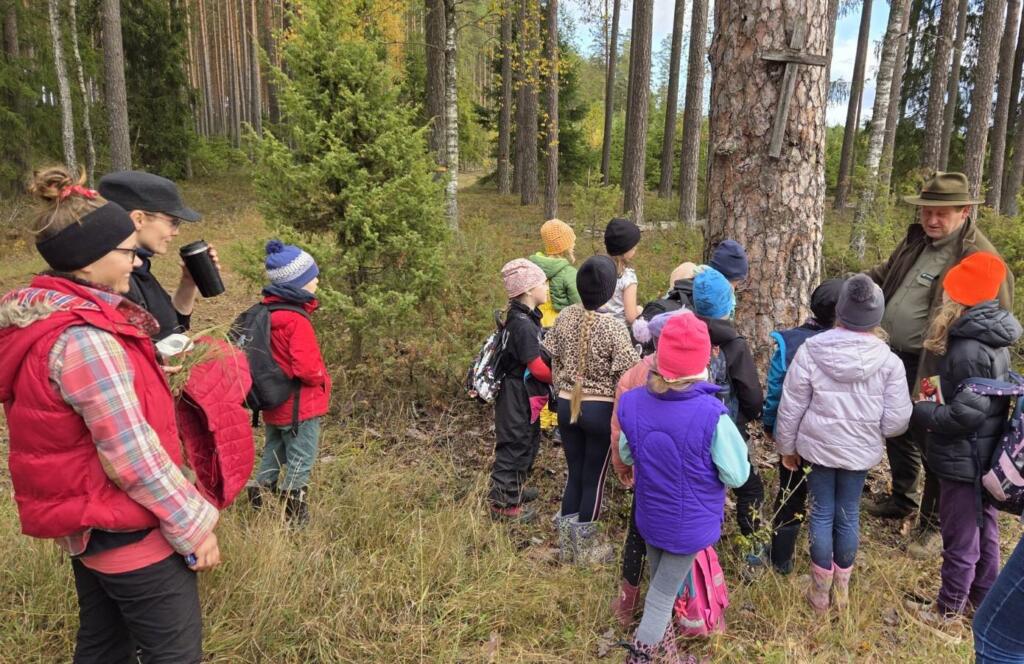 Historia starej sosny - akcja Drzewo za drzwi 2025